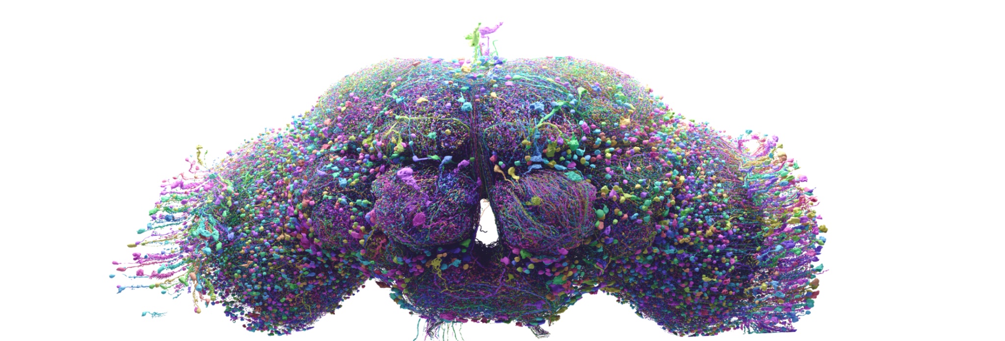 Whole-Organism Emulation
